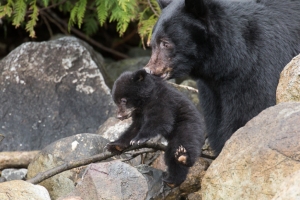 Bear Cub Piglet and Mum Playtime by Tofino Photography